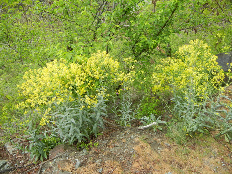 bruco: Euchloe simplonia - Pieridae...dalla Valle d''Aosta