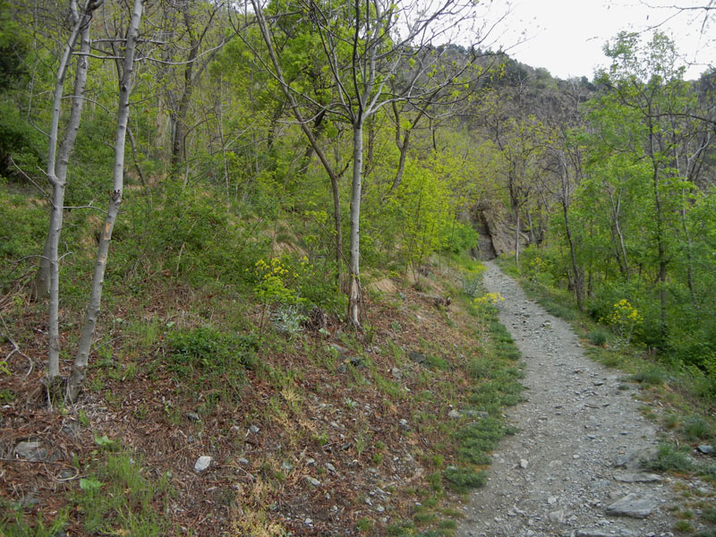 bruco: Euchloe simplonia - Pieridae...dalla Valle d''Aosta