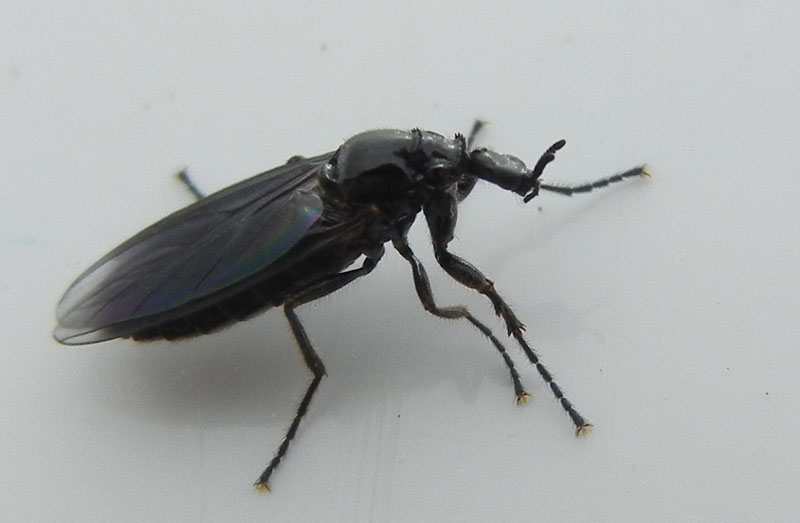 Femmina di Bibionidae: Dilophus cf. febrilis