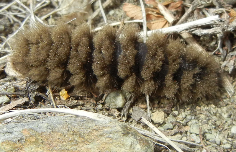 bruco: Amata phegea - Erebidae Arctiinae......Valle d'' Aosta