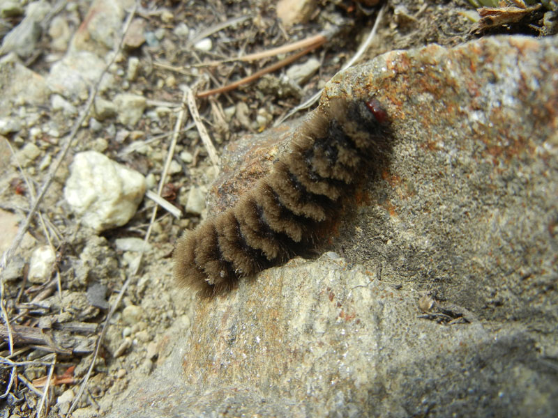 bruco: Amata phegea - Erebidae Arctiinae......Valle d'' Aosta