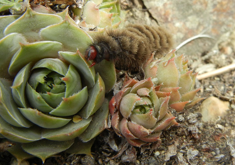 bruco: Amata phegea - Erebidae Arctiinae......Valle d'' Aosta