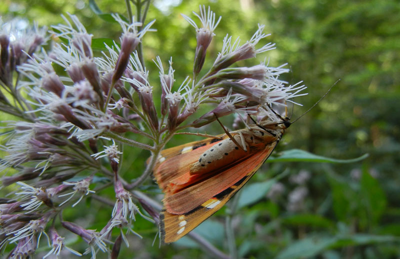 Euplagia quadripunctaria - Erebidae Arctiinae...dal Trentino