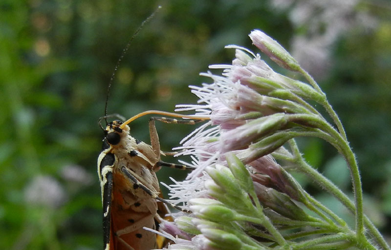 Euplagia quadripunctaria - Erebidae Arctiinae...dal Trentino