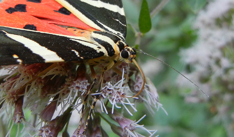 Euplagia quadripunctaria - Erebidae Arctiinae...dal Trentino