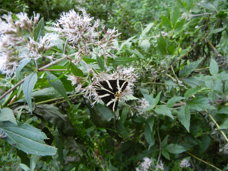 Euplagia quadripunctaria - Erebidae Arctiinae...dal Trentino