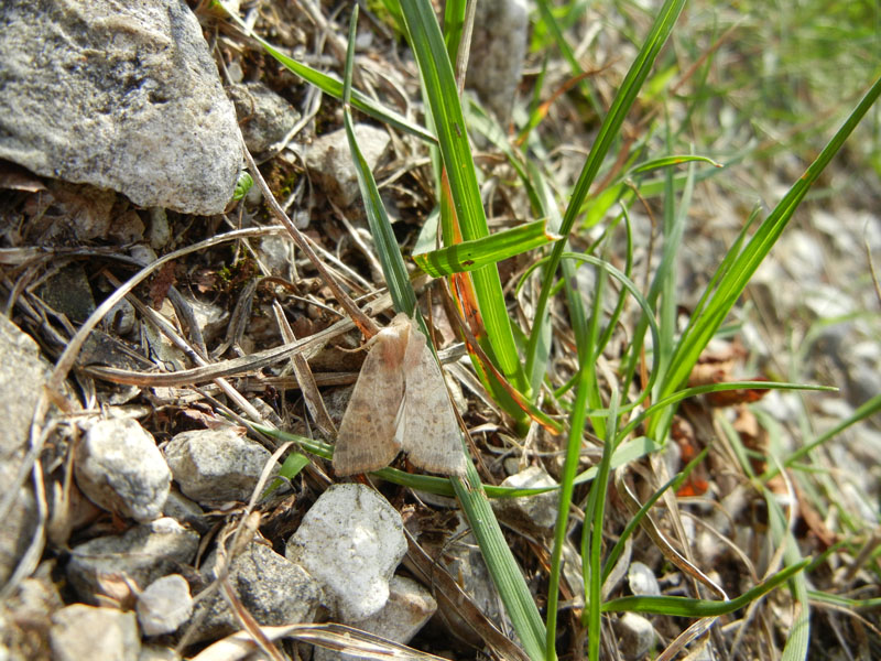 Xanthia gilvago - Noctuidae.............dal Trentino