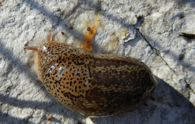 Limax veronensis da Ravina (Trento)