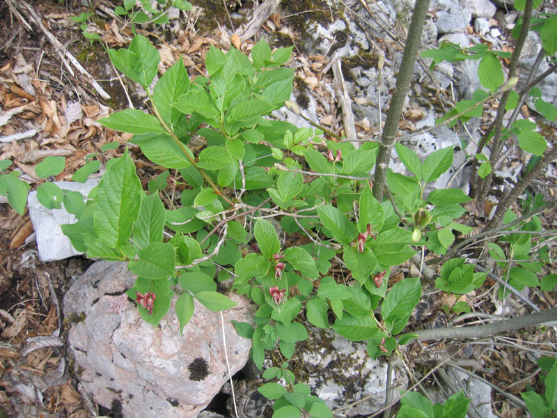 Lonicera alpigena / Madreselva alpina