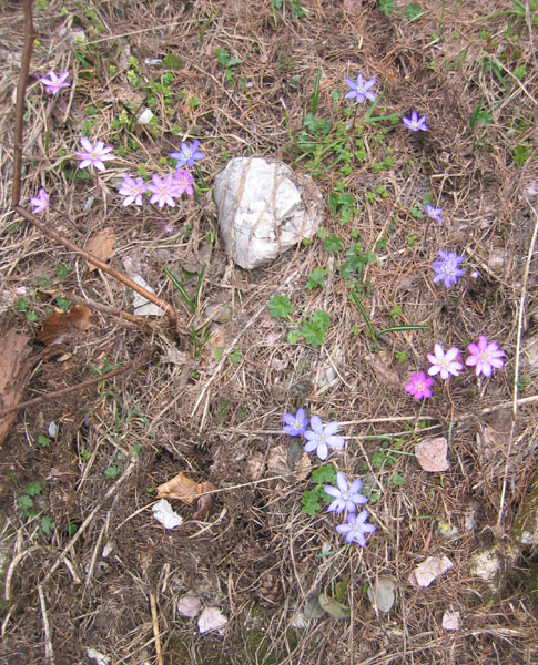 Hepatica nobilis v. alba