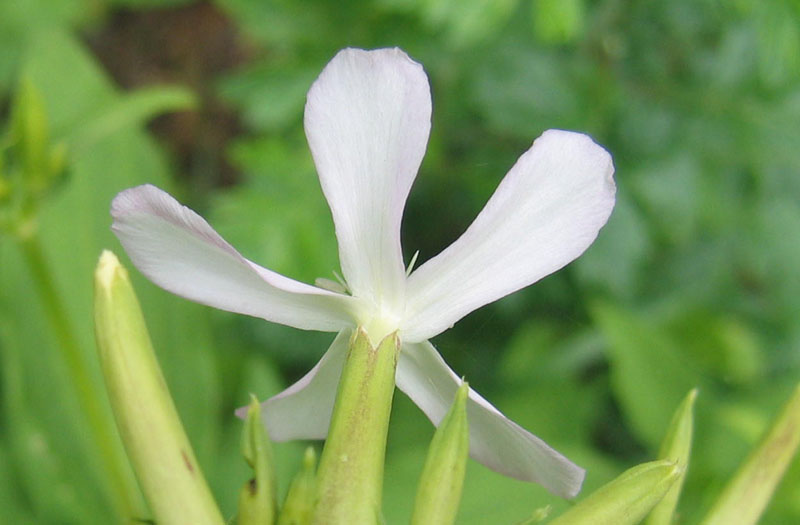 Saponaria officinalis / Saponaria comune