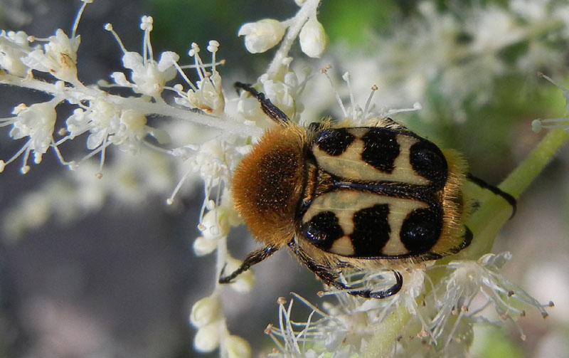 Trichius cf. sexualis .......... (Cetoniidae)