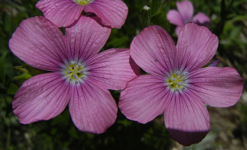 Linum viscosum / Lino malvino