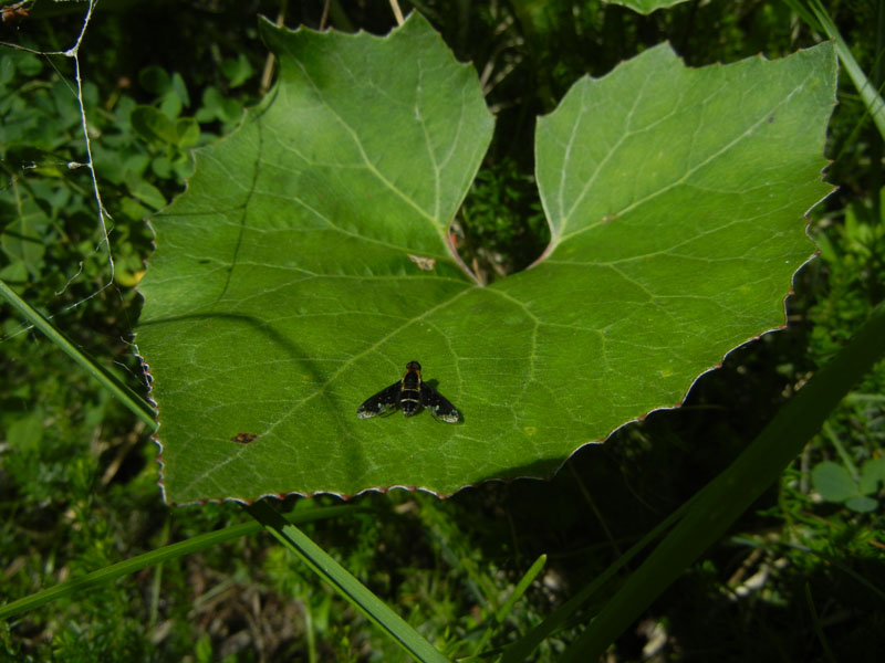 Hemipenthes maura - Bombyliidae