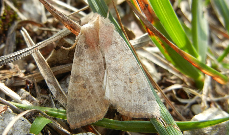 Xanthia gilvago - Noctuidae.............dal Trentino