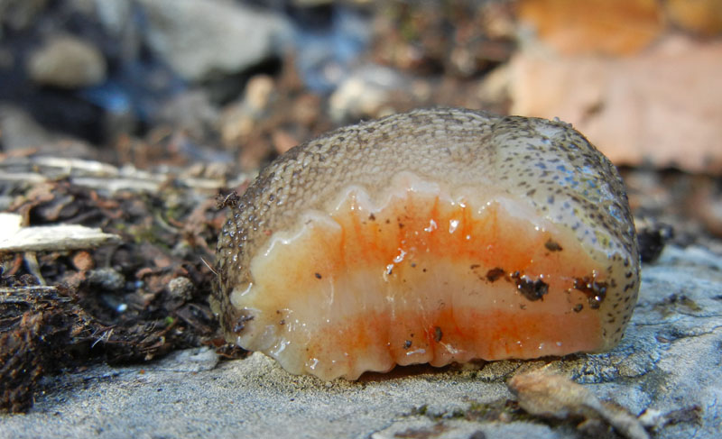 Limax veronensis da Ravina (Trento)