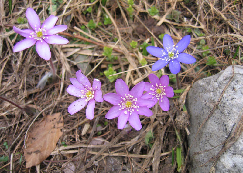 Hepatica nobilis v. alba