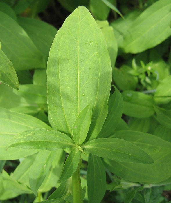 Saponaria officinalis / Saponaria comune