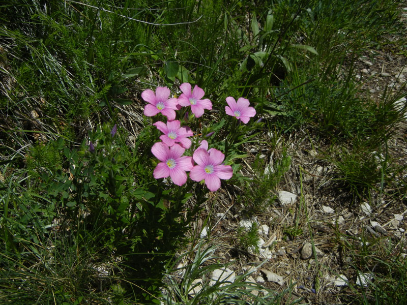 Linum viscosum / Lino malvino