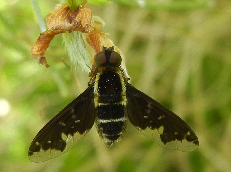 Hemipenthes maura - Bombyliidae