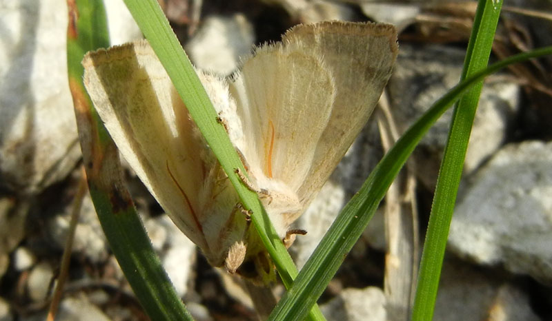 Xanthia gilvago - Noctuidae.............dal Trentino