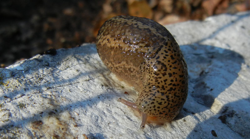 Limax veronensis da Ravina (Trento)