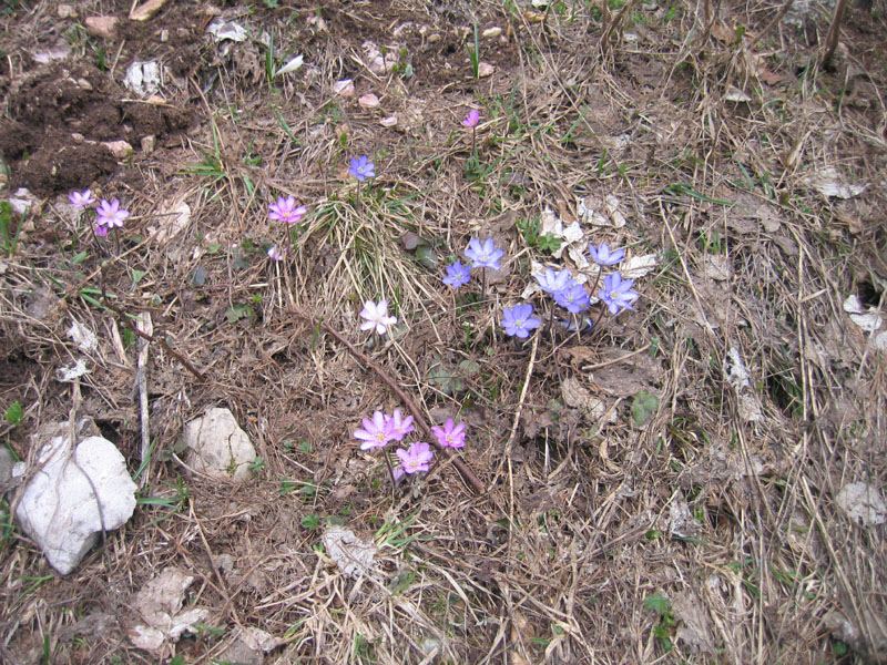 Hepatica nobilis v. alba