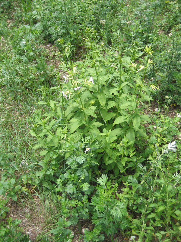 Saponaria officinalis / Saponaria comune