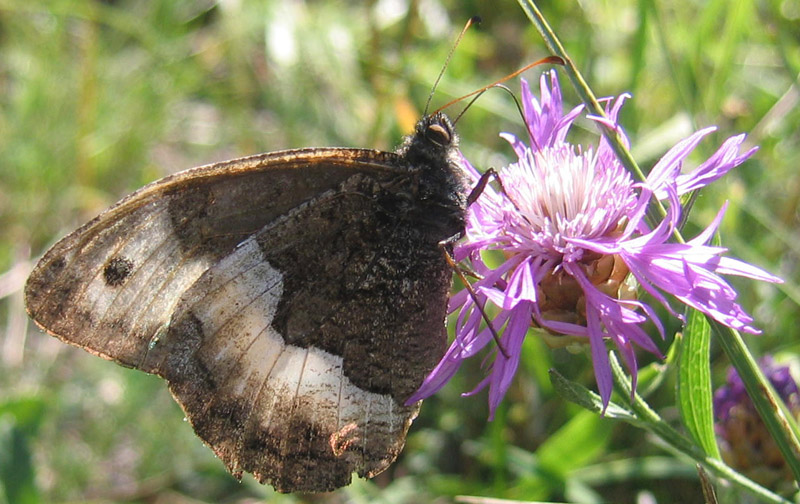 Hipparchia  sp. ..........dal Piemonte