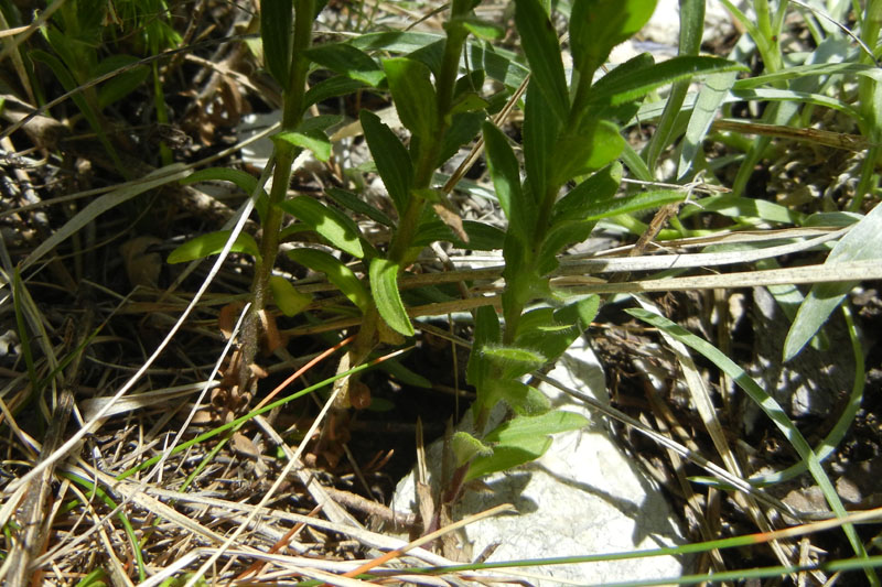 Linum viscosum / Lino malvino