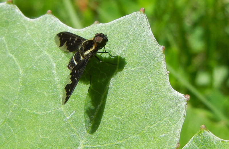 Hemipenthes maura - Bombyliidae