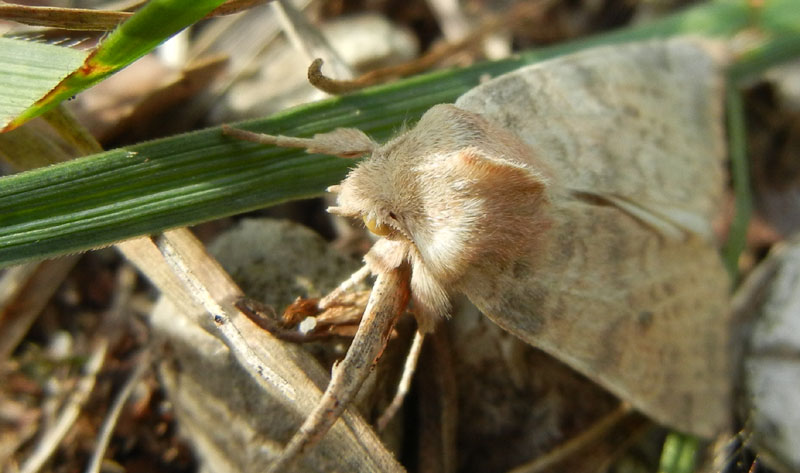 Xanthia gilvago - Noctuidae.............dal Trentino