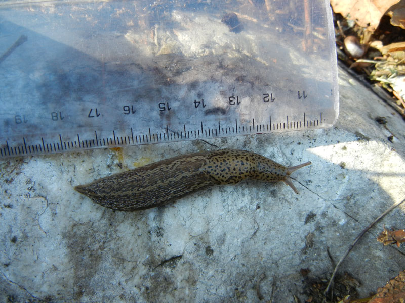 Limax veronensis da Ravina (Trento)