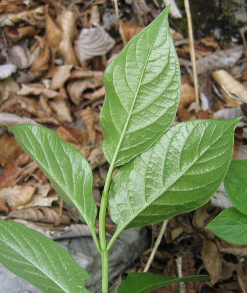 Lonicera alpigena / Madreselva alpina