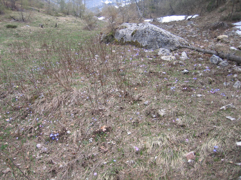 Hepatica nobilis v. alba