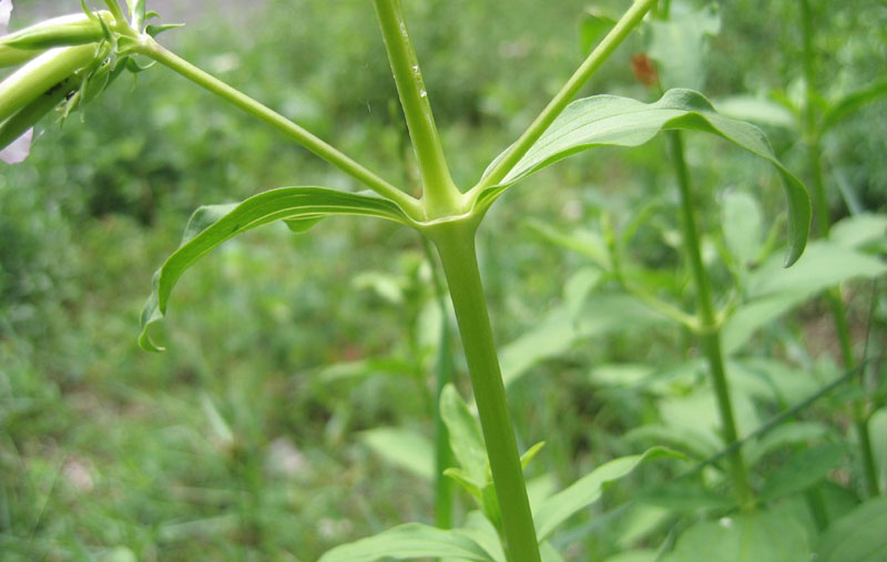 Saponaria officinalis / Saponaria comune