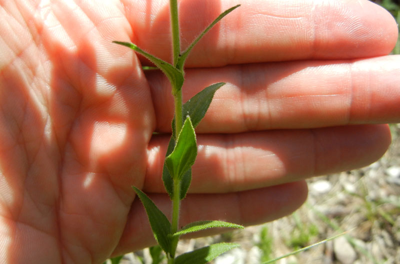 Linum viscosum / Lino malvino