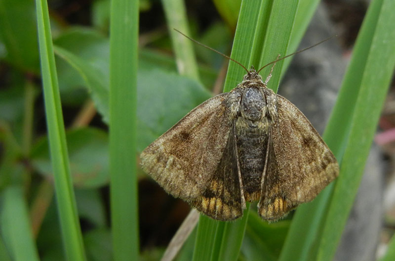 Euclidia glyphica - Erebidae.....dal Trentino