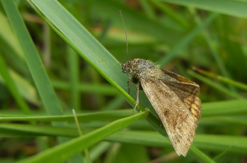 Euclidia glyphica - Erebidae.....dal Trentino