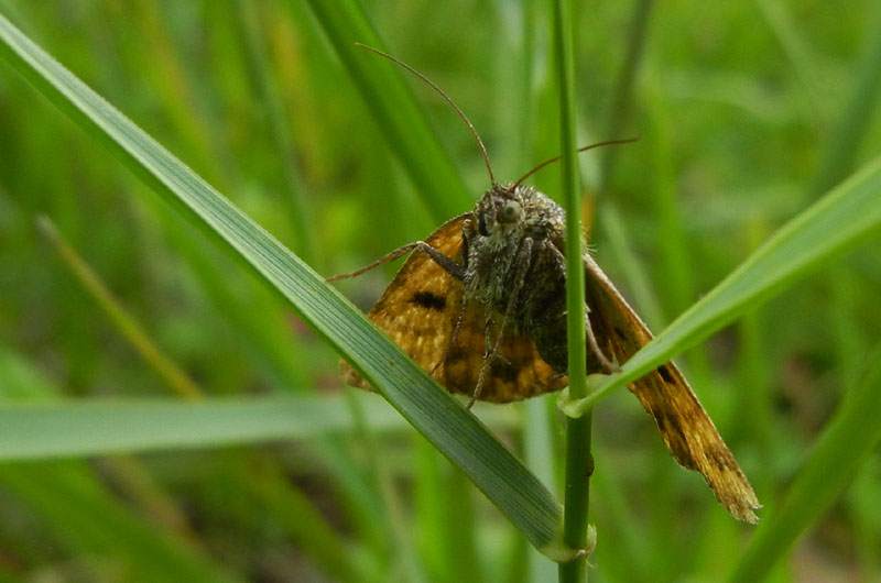 Euclidia glyphica - Erebidae.....dal Trentino