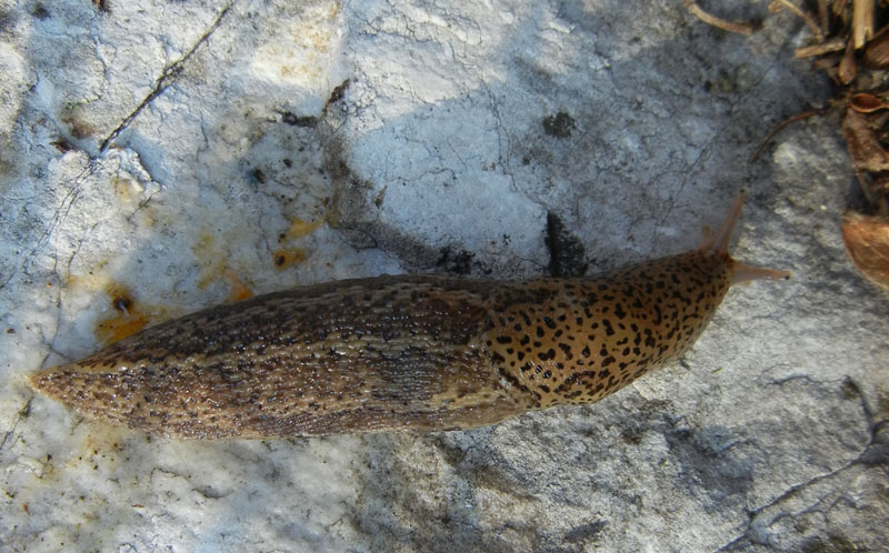 Limax veronensis da Ravina (Trento)