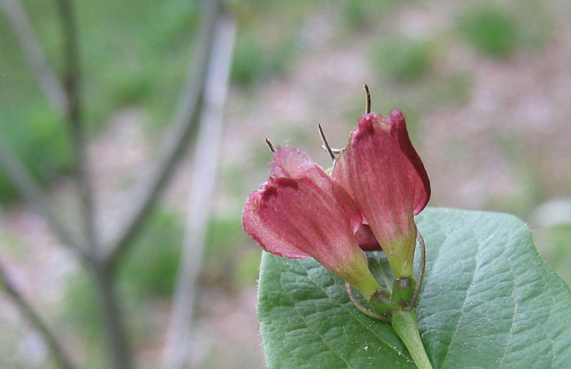 Lonicera alpigena / Madreselva alpina