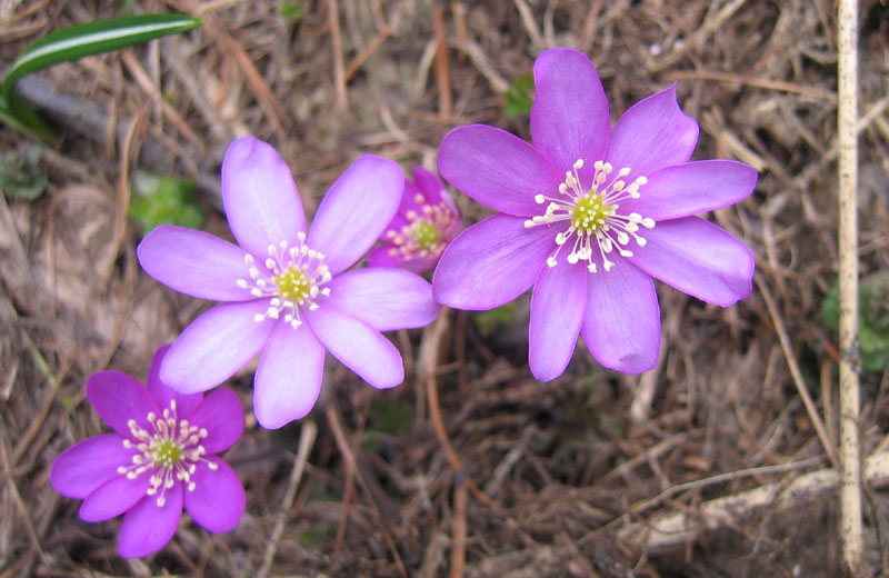 Hepatica nobilis v. alba