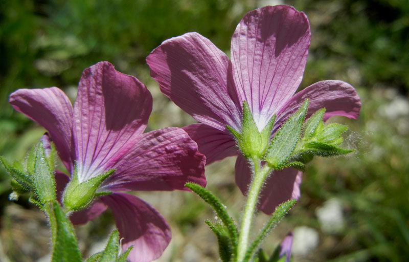 Linum viscosum / Lino malvino