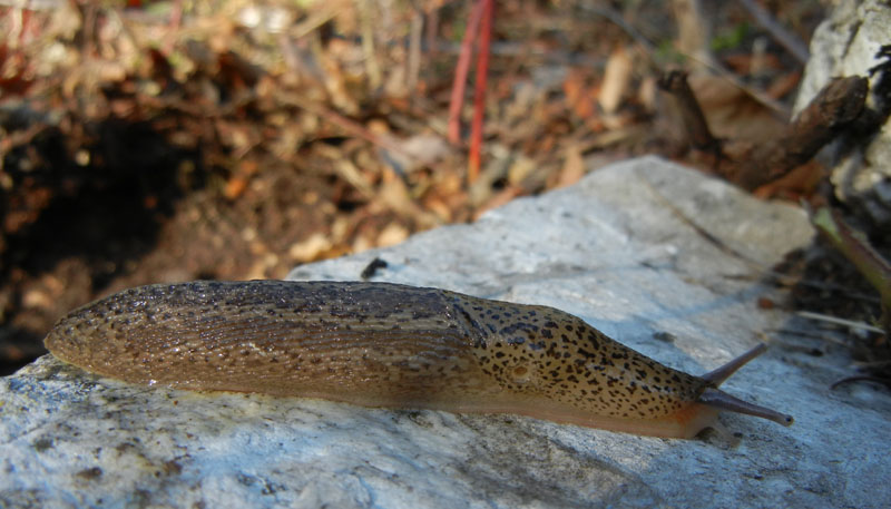 Limax veronensis da Ravina (Trento)