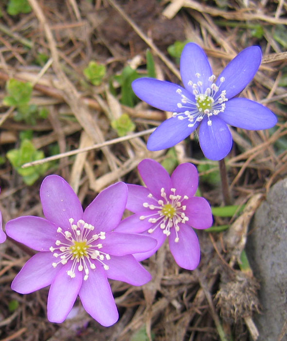 Hepatica nobilis v. alba