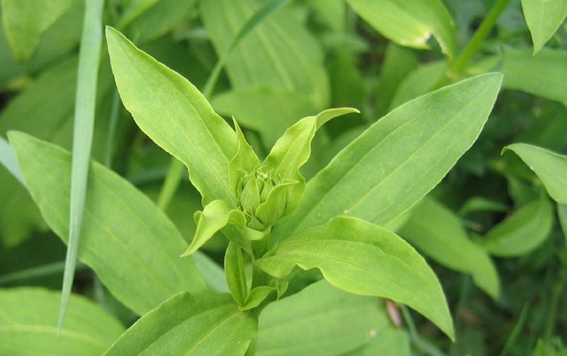 Saponaria officinalis / Saponaria comune