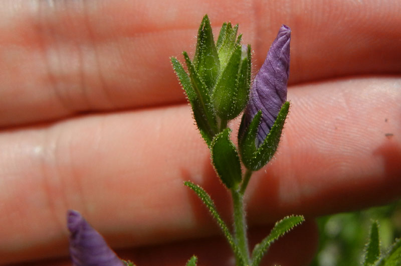 Linum viscosum / Lino malvino