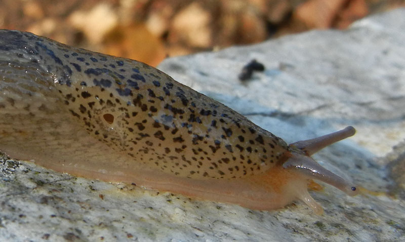 Limax veronensis da Ravina (Trento)