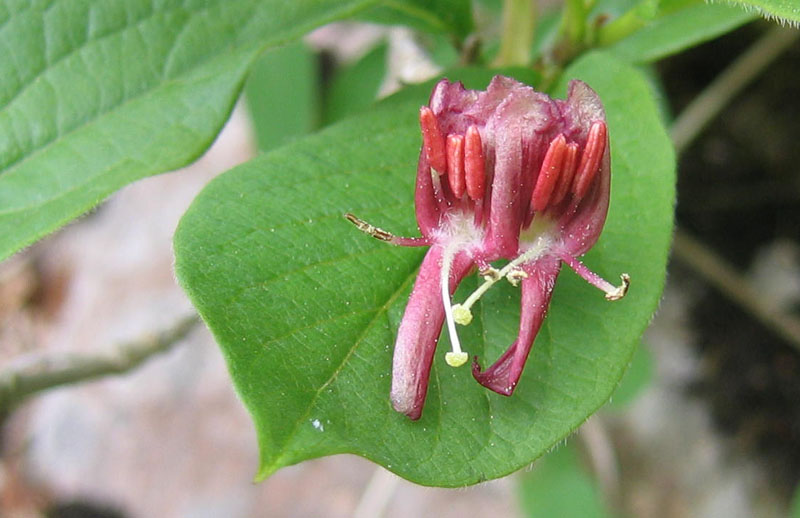 Lonicera alpigena / Madreselva alpina